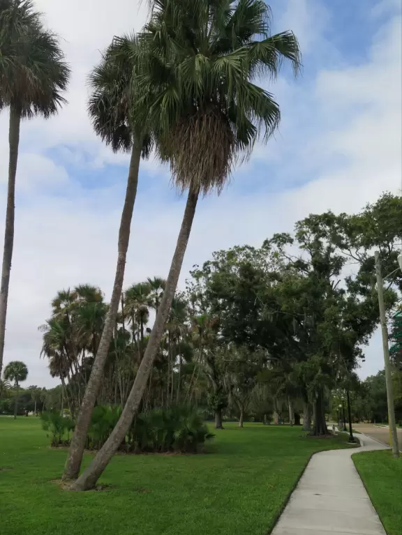 Sweet little path around Lake Davis in downtown Orlando.