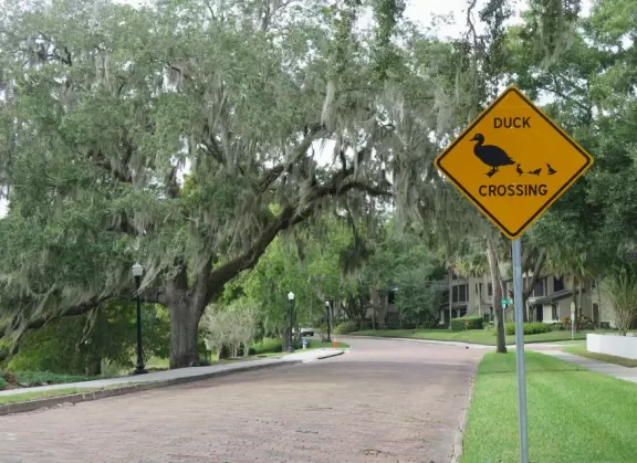 Sweet little path around Lake Davis in downtown Orlando.