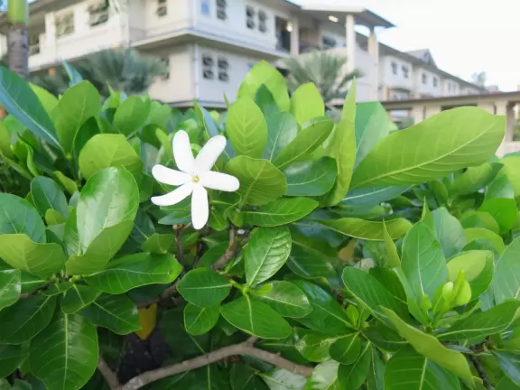 Scented Hawaiian flower.