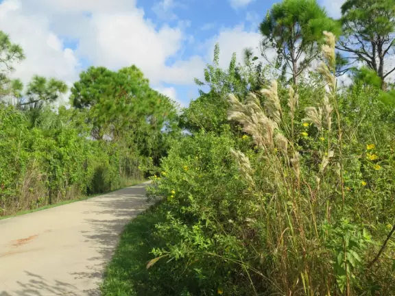 Wide boardwalk for walking or bike riding. Pretty vegetation and lots of people.