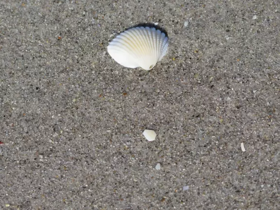 Popular beach with locals and surfers.