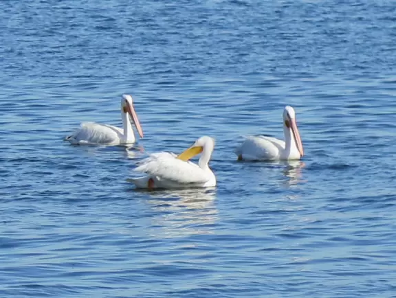 Park with shade, small playground, splash pad, and pier on the intracoastal.