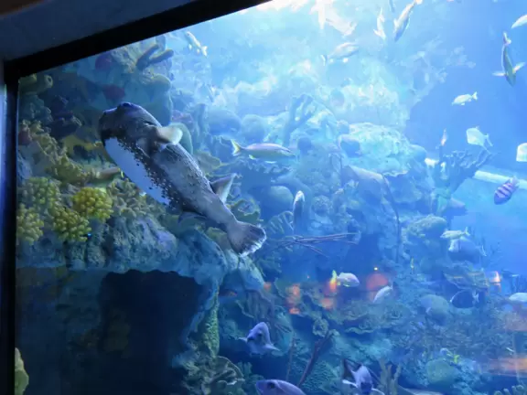 Amazing science center with aquarium, engineering lab, mirror maze, health displays, flight room, and gorgeous architecture and views.