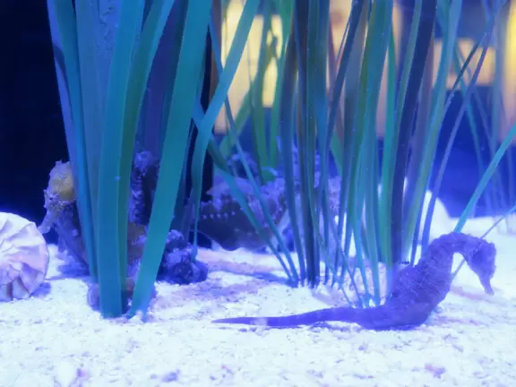 Amazing science center with aquarium, engineering lab, mirror maze, health displays, flight room, and gorgeous architecture and views.