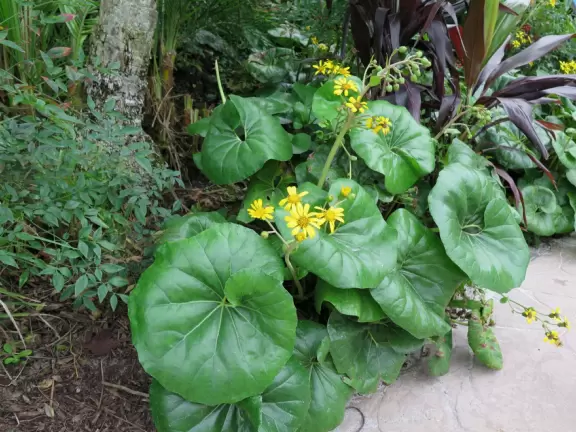 Walk around the grounds of two of Disney's deluxe resorts.