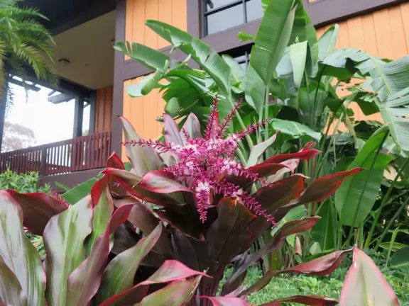 Walk around the grounds of two of Disney's deluxe resorts.