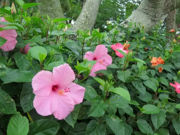 Walk around the grounds of two of Disney's deluxe resorts.