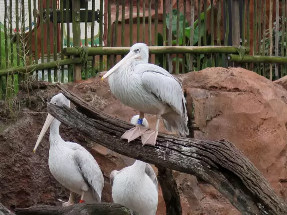 Theme park hotel with African music, tropical plants, African furniture and decorations, African items on display, and animals roaming outside the windows and outdoor viewing areas!