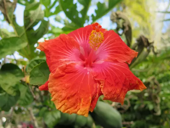 Beautiful garden with many partitioned areas, tropical plants, flowers, all with the blue lake behind. Plus, promenade around the lake.