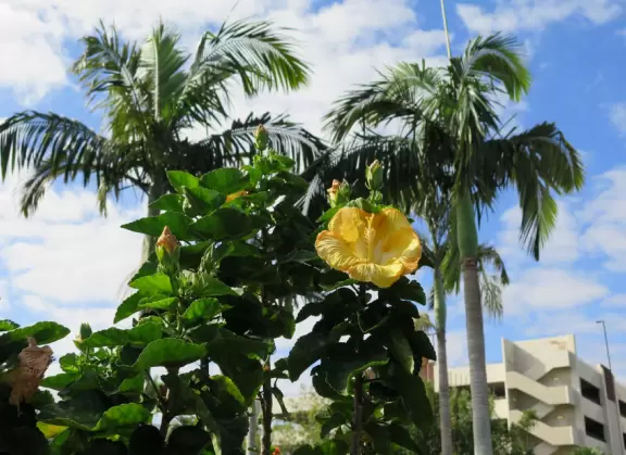 Beautiful garden with many partitioned areas, tropical plants, flowers, all with the blue lake behind. Plus, promenade around the lake.
