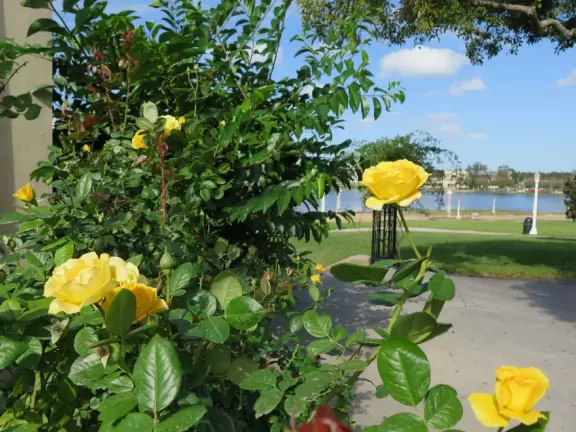 Lovely area with awesome playground, garden, and lake promenade.
