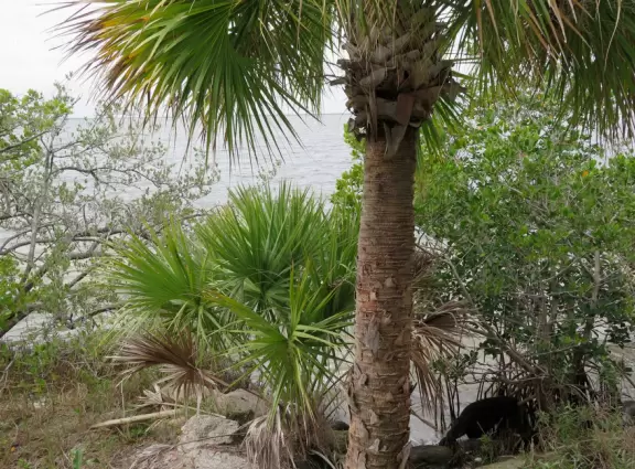 Pretty park with cool playground, on the Banana River (intracoastal).