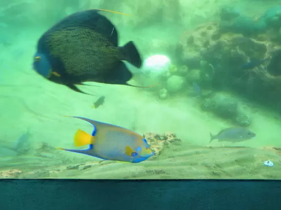 Beautiful park with great rollercoaster rides and amazing aquariums.