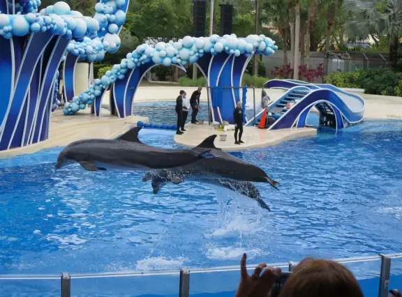 Beautiful park with great rollercoaster rides and amazing aquariums.