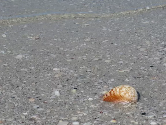 Cozy stretch of white sand with shells and pale green water.