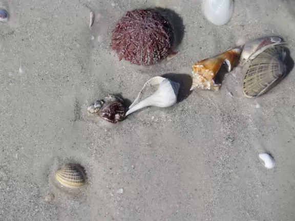 Cozy stretch of white sand with shells and pale green water.