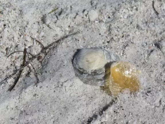 Cozy stretch of white sand with shells and pale green water.