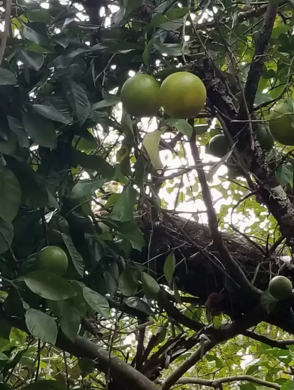A wonderful running/walking path leads through jungly vegetation around three lakes.