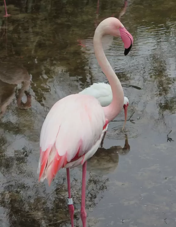 Theme park hotel with African music, tropical plants, African furniture and decorations, African items on display, and animals roaming outside the windows and outdoor viewing areas!