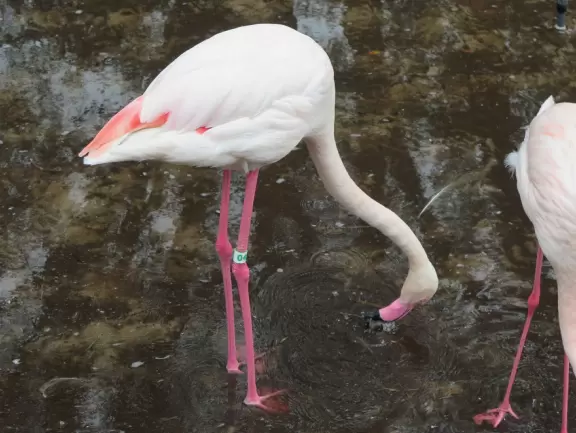Theme park hotel with African music, tropical plants, African furniture and decorations, African items on display, and animals roaming outside the windows and outdoor viewing areas!