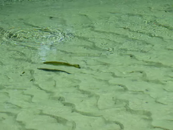 Incredible natural lazy river and swimming pool- crystal clear!