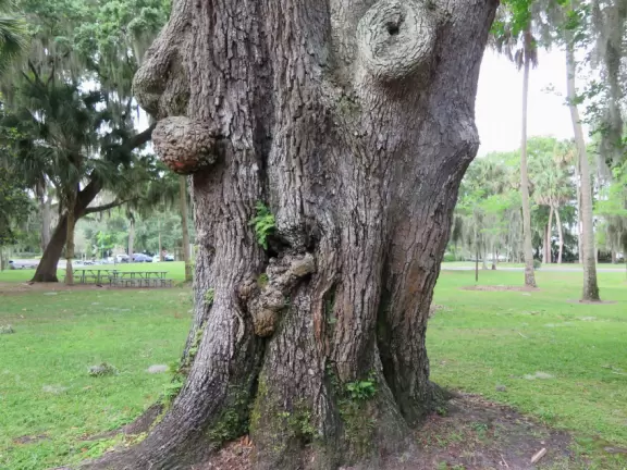 Imaginative ship playground, awesome rope climbing structure, stream, flowers, trees, and walk to lighthouse.