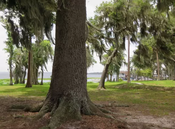 Natural spot on Lake Minnehaha- amazing trees!