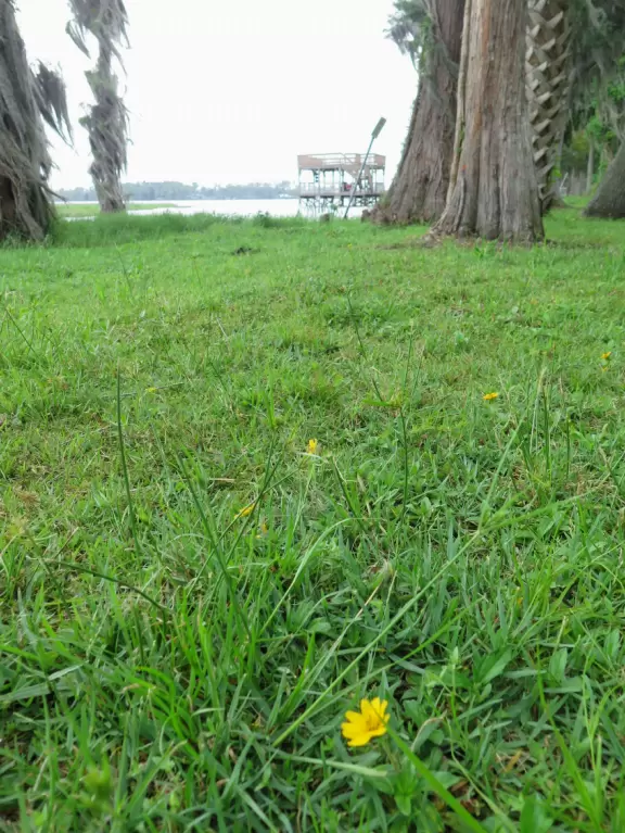 Natural spot on Lake Minnehaha- amazing trees!
