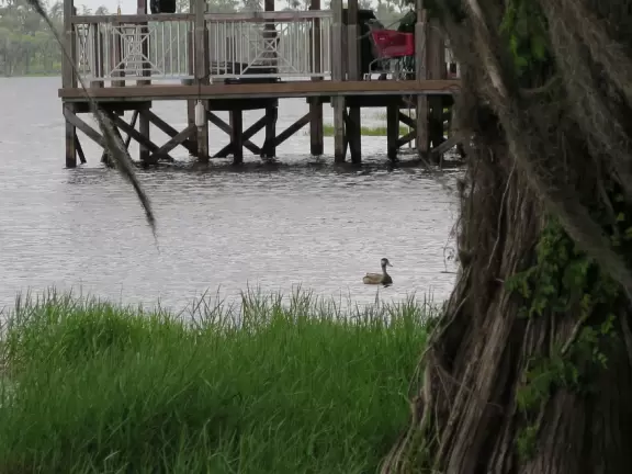 Natural spot on Lake Minnehaha- amazing trees!