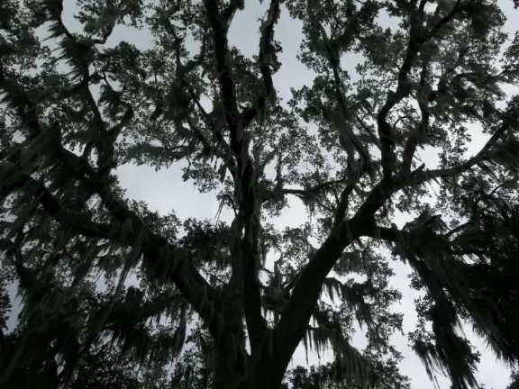 Natural spot on Lake Minnehaha- amazing trees!