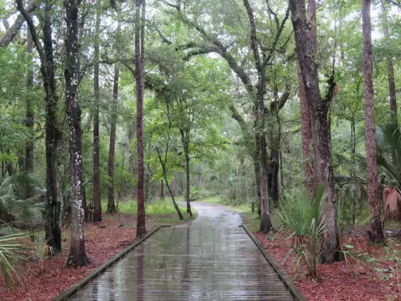 Shady, wooden boardwalk through gorgeous swamp on wide, emerald green Shingle Creek.