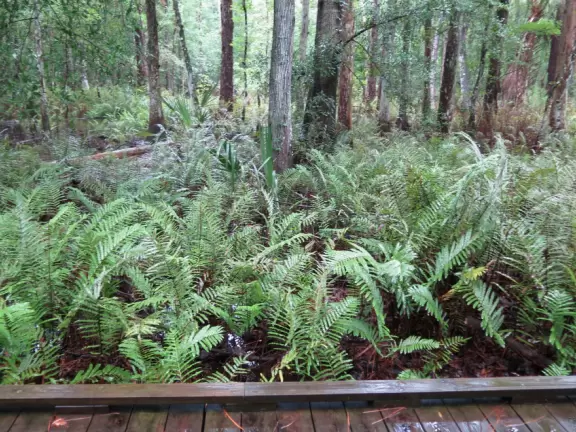 Shady, wooden boardwalk through gorgeous swamp on wide, emerald green Shingle Creek.