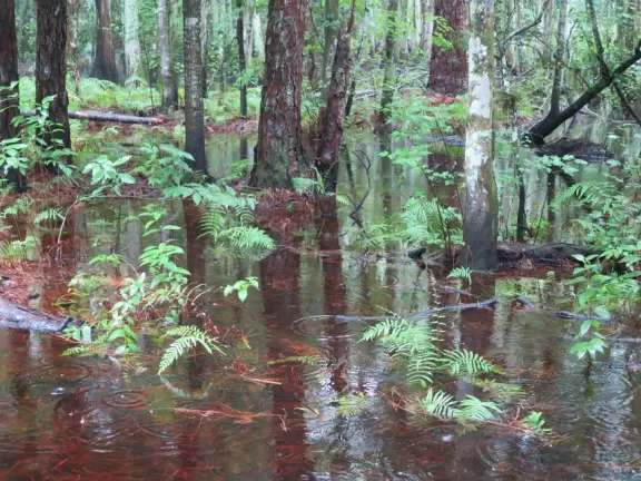 Shady, wooden boardwalk through gorgeous swamp on wide, emerald green Shingle Creek.