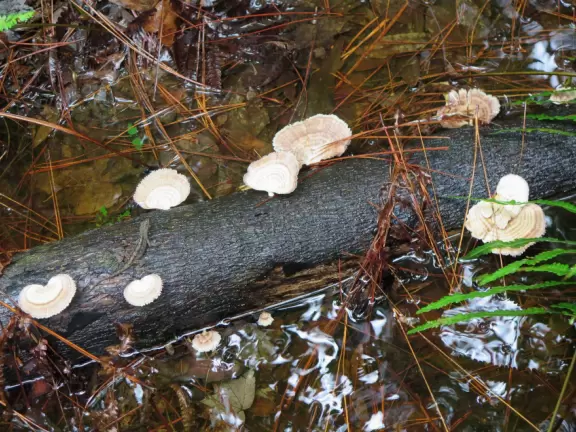 Shady, wooden boardwalk through gorgeous swamp on wide, emerald green Shingle Creek.
