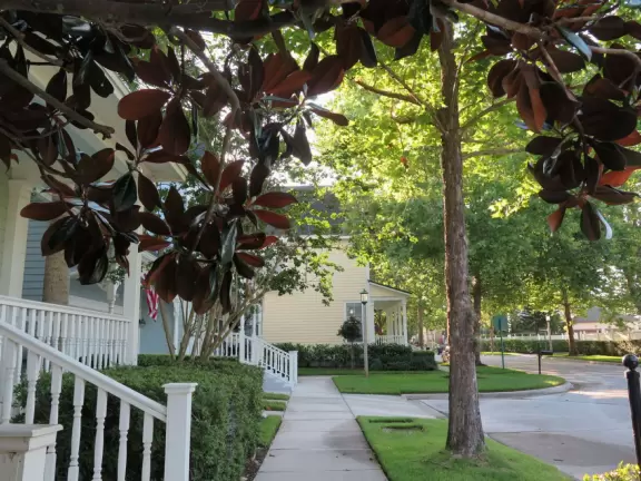 A lovely walk through quiet forest and past pretty houses with gardens.