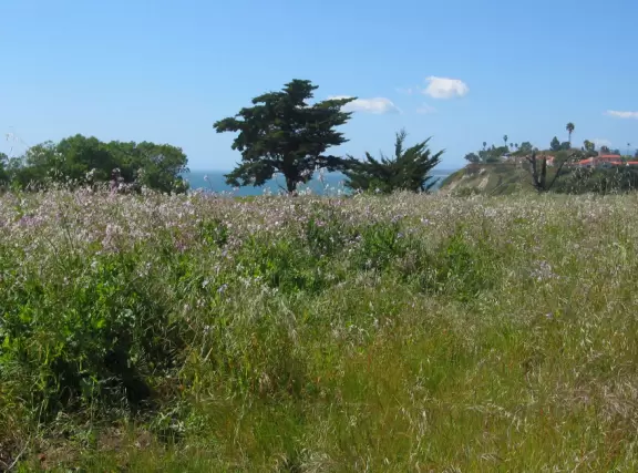 Sweeping ocean views from high up on the cliffs and a lovely walk where dogs get to run free.