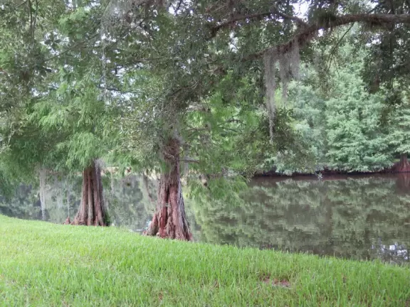 Fantastic shady walk past three lakes, mansions, wildlife, and Celebration Town Center.