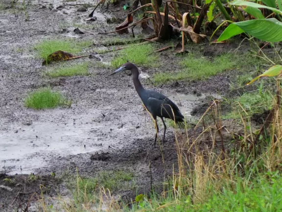 Fantastic shady walk past three lakes, mansions, wildlife, and Celebration Town Center.