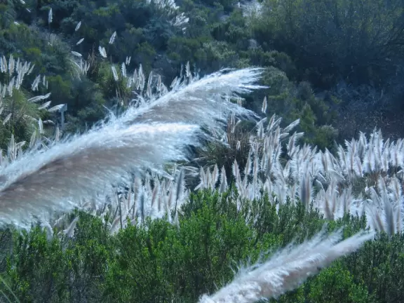 Hillside park with sloped lawn going way down, marvelous pampas grass, and a small playground.