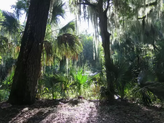 Small park with wooden pier and amazing trees strung with Spnish moss.