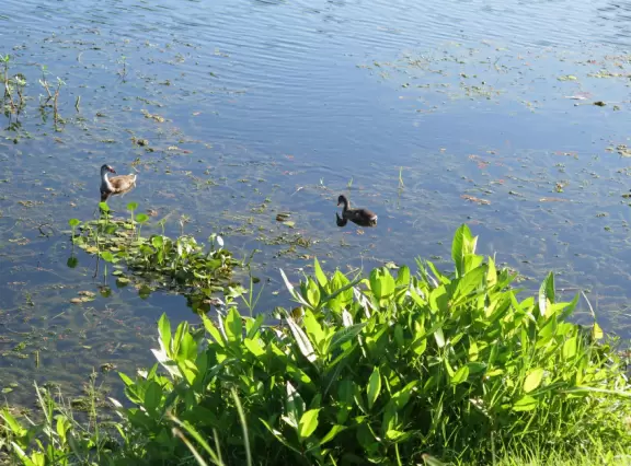 Fun drive on narrow strip of land between bodies of water full of wildlife.