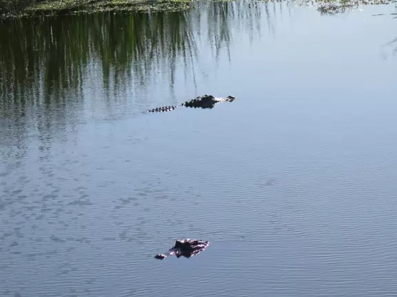 Fun drive on narrow strip of land between bodies of water full of wildlife.