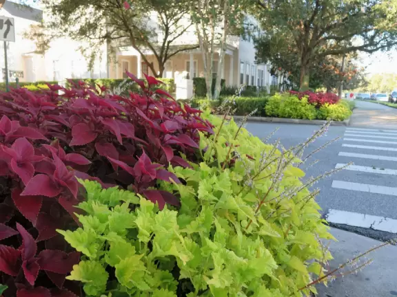 Walk past lake with cypress trees, and down three culdesacs with mansions.