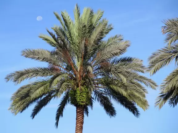 Three and a half mile walk through jungly forest and past mansions.