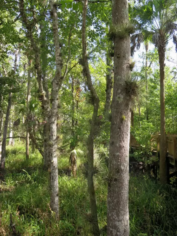 Three and a half mile walk through jungly forest and past mansions.