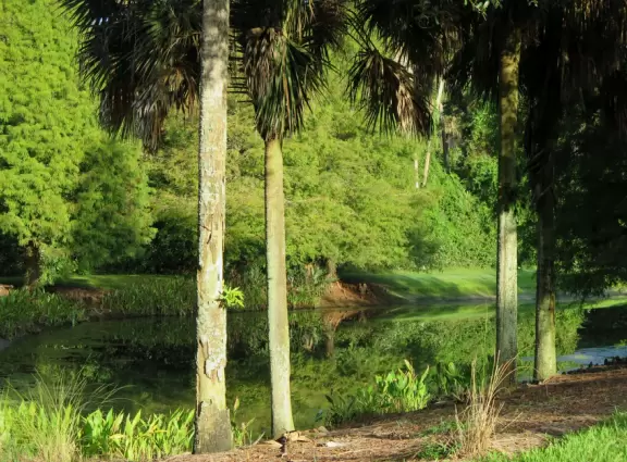 Three and a half mile walk through jungly forest and past mansions.