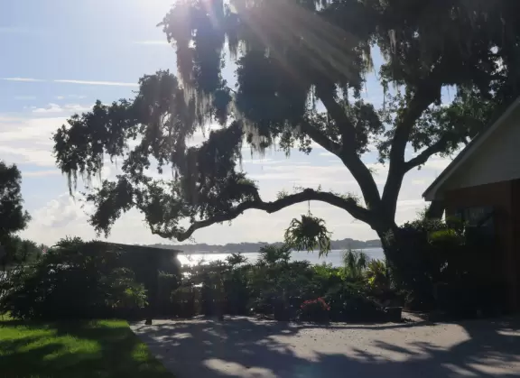 Lovely walk under huge oaks with tropical vines, past docks and lake views.