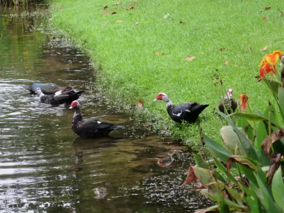 Pleasant walk along the golf course, past pretty houses with gardens, mansions, canals, ducks, bridges, and places to eat.