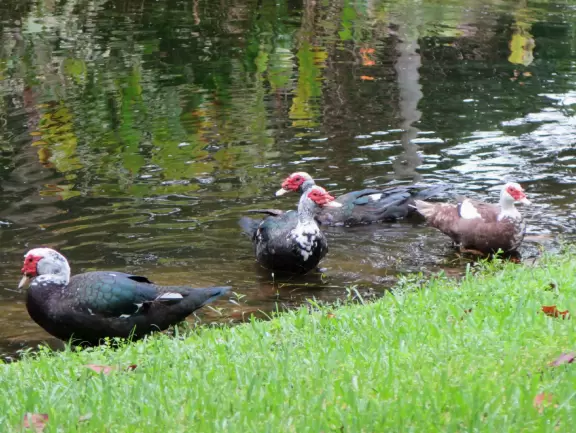Pleasant walk along the golf course, past pretty houses with gardens, mansions, canals, ducks, bridges, and places to eat.
