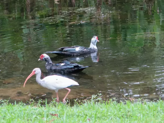 Pleasant walk along the golf course, past pretty houses with gardens, mansions, canals, ducks, bridges, and places to eat.